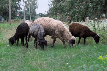 Sheep walks around the village and eat grass.