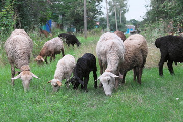 Obraz premium Sheep walks around the village and eat grass.
