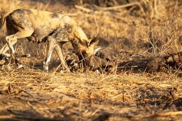 Pack of wild dogs with young puppies feeding and playing with female still full of milk