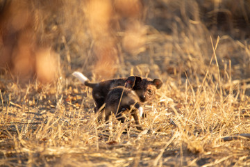 Pack of wild dogs with young puppies feeding and playing with female still full of milk