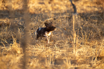 Pack of wild dogs with young puppies feeding and playing with female still full of milk