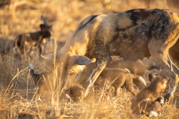 Pack of wild dogs with young puppies feeding and playing with female still full of milk