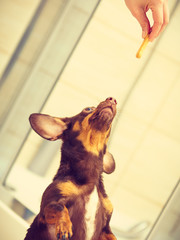 Person giving food treats to small dogs