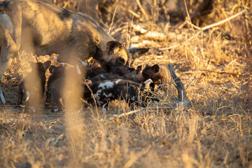 Pack of wild dogs with young puppies feeding and playing with female still full of milk