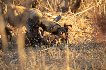 Pack of wild dogs with young puppies feeding and playing with female still full of milk