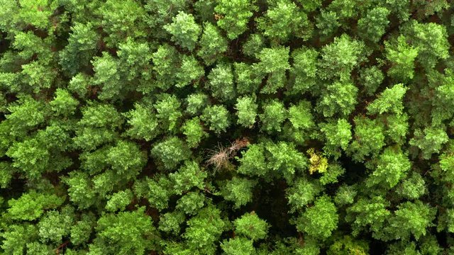 Top down view of swaying trees on wind in summer