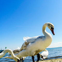 Swans walking on beach