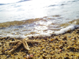 海辺のヒトデ