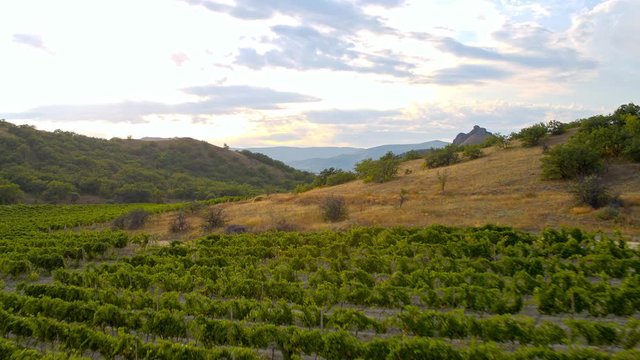 Flying over grape fields, Aerial