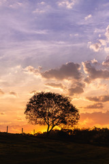 tree at sunset sunset, tree, sky, landscape, sun, sunrise, silhouette, nature, clouds, orange, cloud, evening, trees, dusk, field, red, yellow, blue, sundown, meadow, horizon, colorful, summer, countr