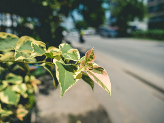 Leaves