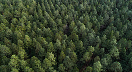 Aerial panorama of a dense nordic looking forest. Beautiful green tree like Christmas trees or pine tree high density plantation for wood production exploitation  - obrazy, fototapety, plakaty