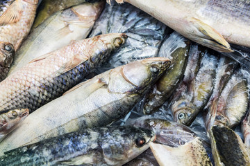 frozen river and sea fish of different species. Background of frozen fish
