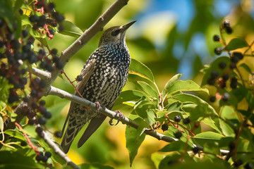 Single Common starling sitting on bird cherry tree branch