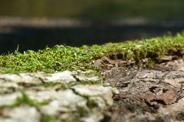 The texture of the wood overgrown with moss. Closeup photo
