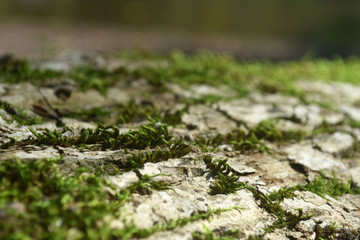 The texture of the wood overgrown with moss. Closeup photo