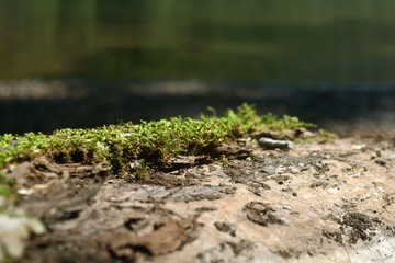 The texture of the wood overgrown with moss. Closeup photo