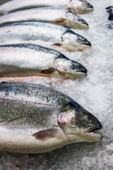fish sea salmon lie on the ice in the store or in the kitchen of a restaurant. Background seafood