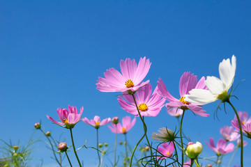 ピンクのコスモスの花と澄んだ青空