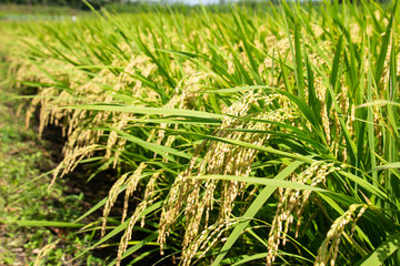 稲刈り前の重さで垂れた稲穂