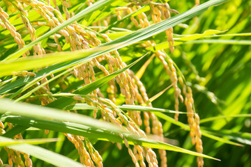 稲刈り前の重さで垂れた稲穂