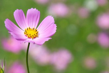 コスモスの花のクローズアップ