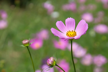 コスモスの花のクローズアップ