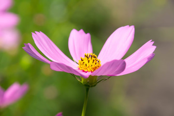 Obraz premium コスモスの花のクローズアップ