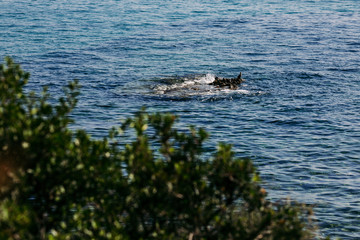 bird on stones in the sea. view from the shore
