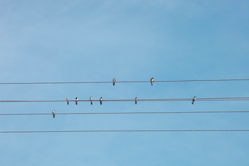 birds sits on wires