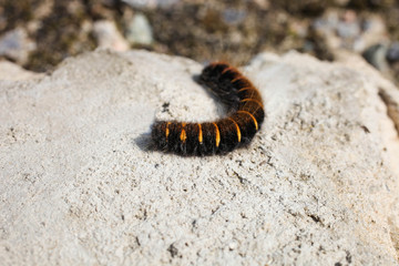 Black fluffy caterpillar with orange stripes sits on stone. Concept insect larva.