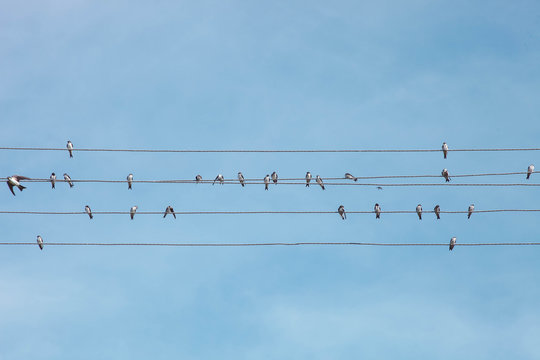 birds sits on wires