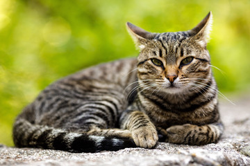 gray domestic cat is laying on stone against a background of green plants.