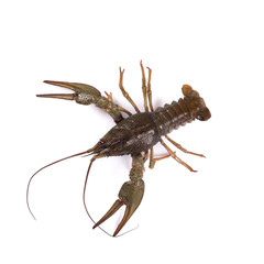 Crawfish. Isolated on a white background.