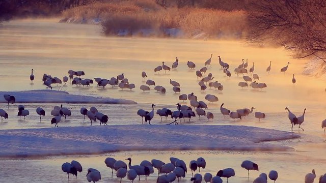 Japanese Cranes at sunrise