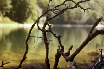 View of the lake through the dry branches of a tree. View of the lake and mountains. Beautiful nature view.
