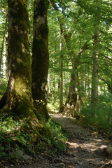 Footpath in green spring forest. Beautiful nature view.