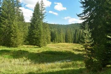 View of the green glade and forest. Beautiful nature view.