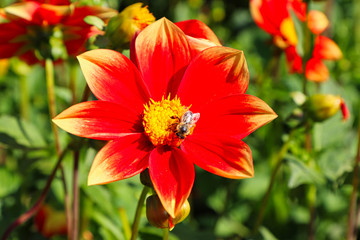 dahlien,  dahlias, red, macro