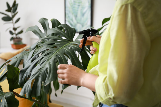 Young woman spraying water on houseplant at home, closeup