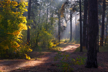 Autumn forest. Trees are painted with magnificent autumn colors. Morning. The sun's rays play in the branches.