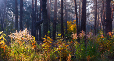 Forest. Good autumn morning. Autumn gilded grass.