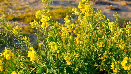 海辺の菜の花
