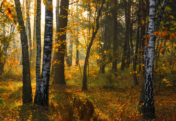 Autumn forest. Trees are painted with magnificent autumn colors. Morning. The sun's rays play in the branches.