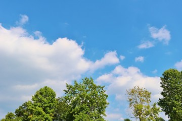 風景　空　緑　秋　日本　杤木