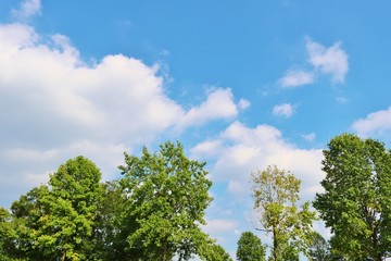 風景　空　緑　秋　日本　杤木