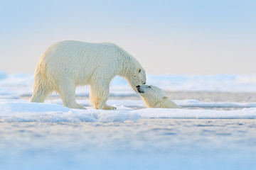 Polar bear swimming in water. Two bears playing on drifting ice with snow. White animals in the nature habitat, Alaska, Canada. Animals playing in snow, Arctic wildlife. Funny nature image. © ondrejprosicky
