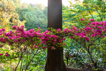 まっすぐな幹の前で咲いているツツジ