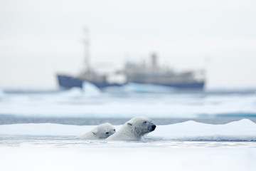 Bear and boat. Polar bear on drifting ice with snow, blurred cruise vessel in background, Svalbard, Norway. Wildlife scene in the nature. Cold winter with vessel. Arctic wild animals in snow and ship. © ondrejprosicky