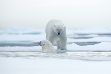 Polar bears with killed seal. Two white bear feeding on drift ice with snow, Svalbard, Norway. Bloody nature with big animals. Dangerous bear with kill carcass. Arctic wildlife, animal food behaviour.